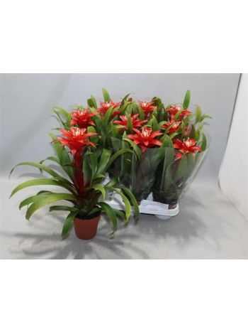 Guzmania CONFETTI
