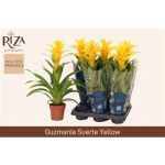 Guzmania DESEO YELLOW