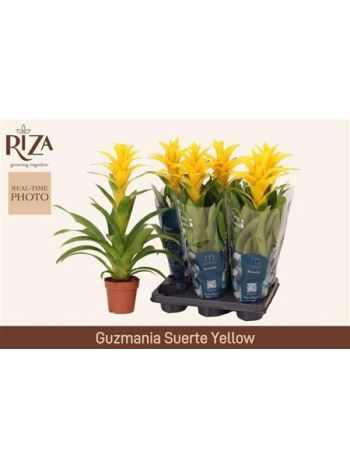 Guzmania DESEO YELLOW