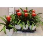 Guzmania HOPE