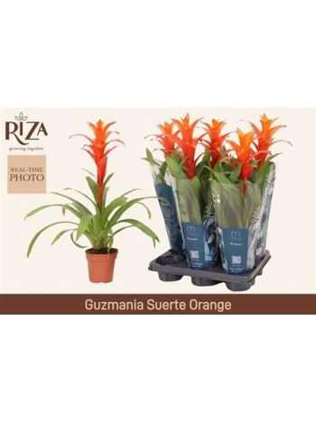 Guzmania SUERTE ORANGE