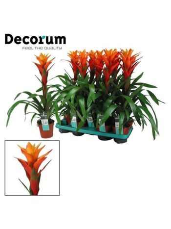 Guzmania VARIADA