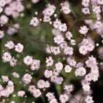 Gypsophila  'Pink Festival' (Fátyolvirág)