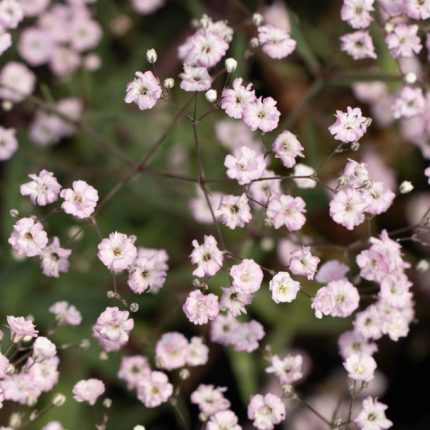 Gypsophila  'Pink Festival' (Fátyolvirág)