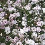 Gypsophila paniculata 'Pink Star' (Buglyos fátyolvirág)