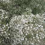 Gypsophila paniculata 'Snowflake' (Buglyos fátyolvirág)