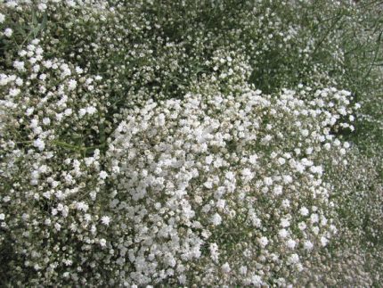 Gypsophila paniculata 'Snowflake' (Buglyos fátyolvirág)