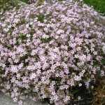 Gypsophila repens 'Rosea' (Havasi fátyolvárág)