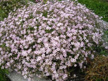 Gypsophila repens 'Rosea' (Havasi fátyolvárág)