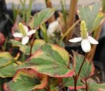 Houttuynia cordata Chamaeleon - kaméleon virág kerti tavi növény