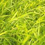 Hakonechloa macra 'All Gold' (Szálkafű) /aranysárga lomb/