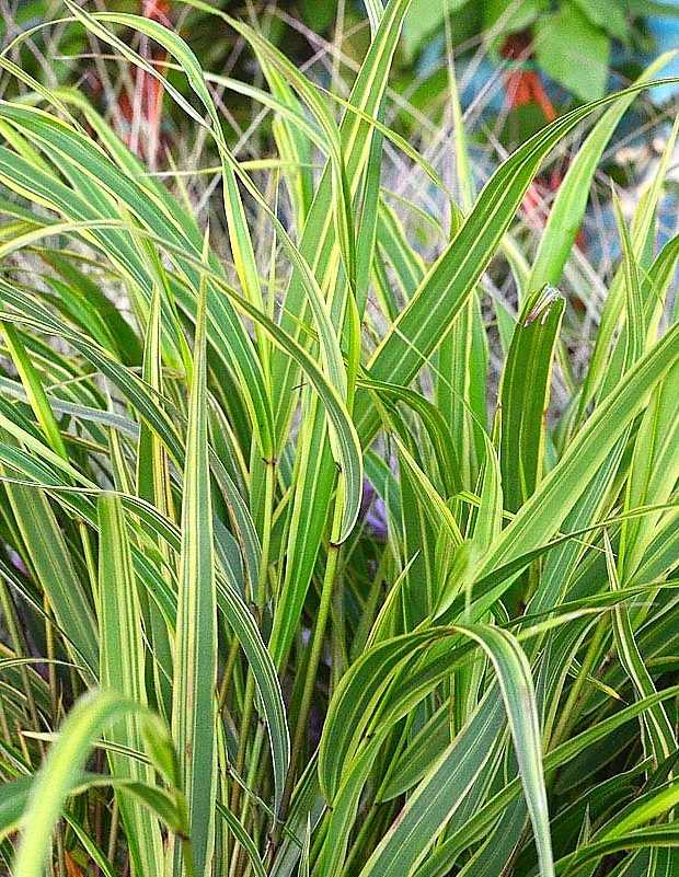 Hakonechloa macra 'Albostriata' (Szálkafű) / fehér-csíkos zöld lomb/
