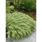 Hakonechloa macra 'Aureola' (Szálkafű) /krémsárga-zöld csíkos lomb/