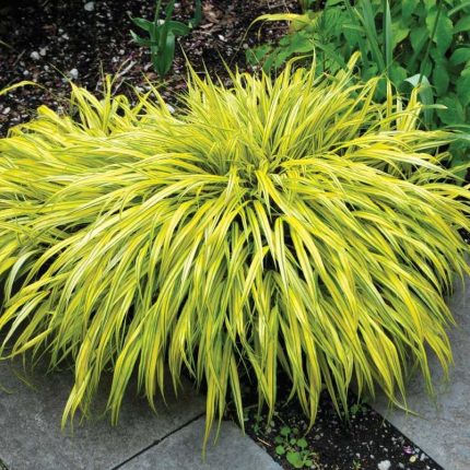 Hakonechloa macra 'Naomi' (Szálkafű) /sárga-zöld lomb