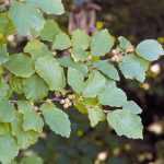 Hamamelis virginiana -