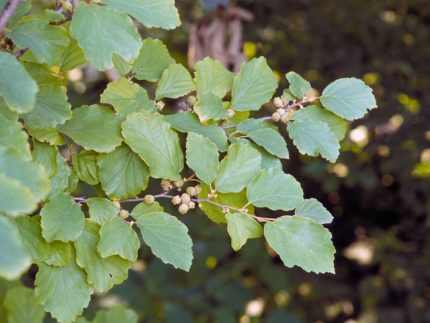 Hamamelis virginiana -