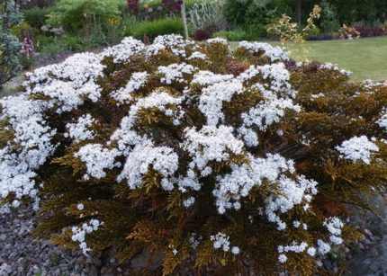 Hebe ochracea 'James Stirling' (Veronikacserje)