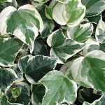 Hedera canariensis 'Glorie di Marengo' - Fehér-tarka levelű borostyán