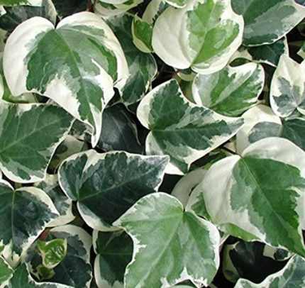 Hedera canariensis 'Glorie di Marengo' - Fehér-tarka levelű borostyán