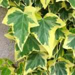 Hedera helix 'Goldchild' -
