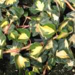 Hedera helix 'Goldheart' -
