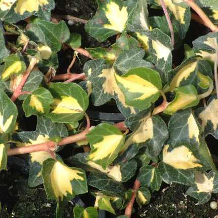 Hedera helix 'Goldheart' -