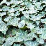 Hedera helix 'Woerner' (Közönséges borostyán) /fehér levélerek/