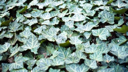 Hedera helix 'Woerner' (Közönséges borostyán) /fehér levélerek/