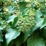 Hedera helix (pálcás) - Közönséges borostyán