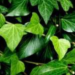 Hedera hibernica (pálcás) - Ír borostyán