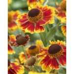 Helenium  'Biedermeier' (Napfényvirág)