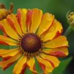 Helenium  'Rauchtopas'  (Napfényvirág)