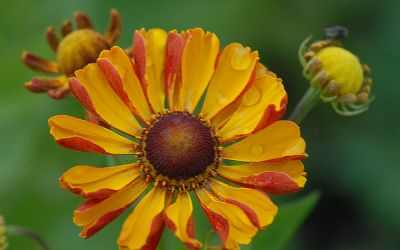 Helenium  'Rauchtopas'  (Napfényvirág)