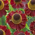 Helenium  'Red Jewel' (Napfényvirág)