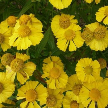 Helenium autumnale 'Helena Gold' (Őszi napfényvirág)