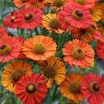 Helenium autumnale 'Helena Red Shades' (Őszi napfényvirág)