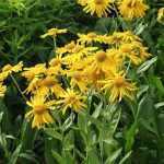 Helenium hoopesii (Kopasz napfényvirág)