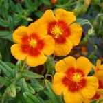 Helianthemum  'Ben Heckla (Napvirág)