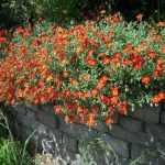 Helianthemum  'Birc Double' (Napvirág)