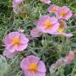 Helianthemum  'Lawrenson's Pink' (Napvirág)