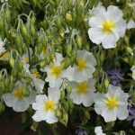 Helianthemum  'Lucy Elisabeth' (Napvirág)