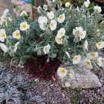 Helianthemum  'Snow Queen' (Napvirág)