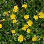 Helianthemum  'Sterntaler' (Napvirág)