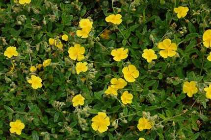 Helianthemum  'Sterntaler' (Napvirág)