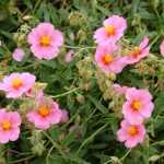 Helianthemum  'Wisley Pink' (Napvirág)