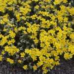 Helianthemum scardicum (Napvirág)