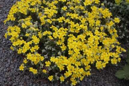 Helianthemum scardicum (Napvirág)