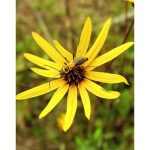 Helianthus atrorubens 'Giganteus' (Napraforgó)