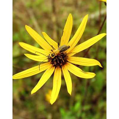 Helianthus atrorubens 'Giganteus' (Napraforgó)