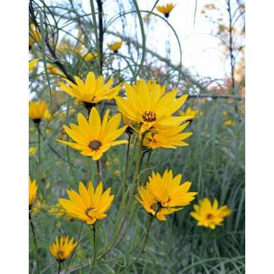 Helianthus salicifolius (Fűzlevelű dísznapraforgó)